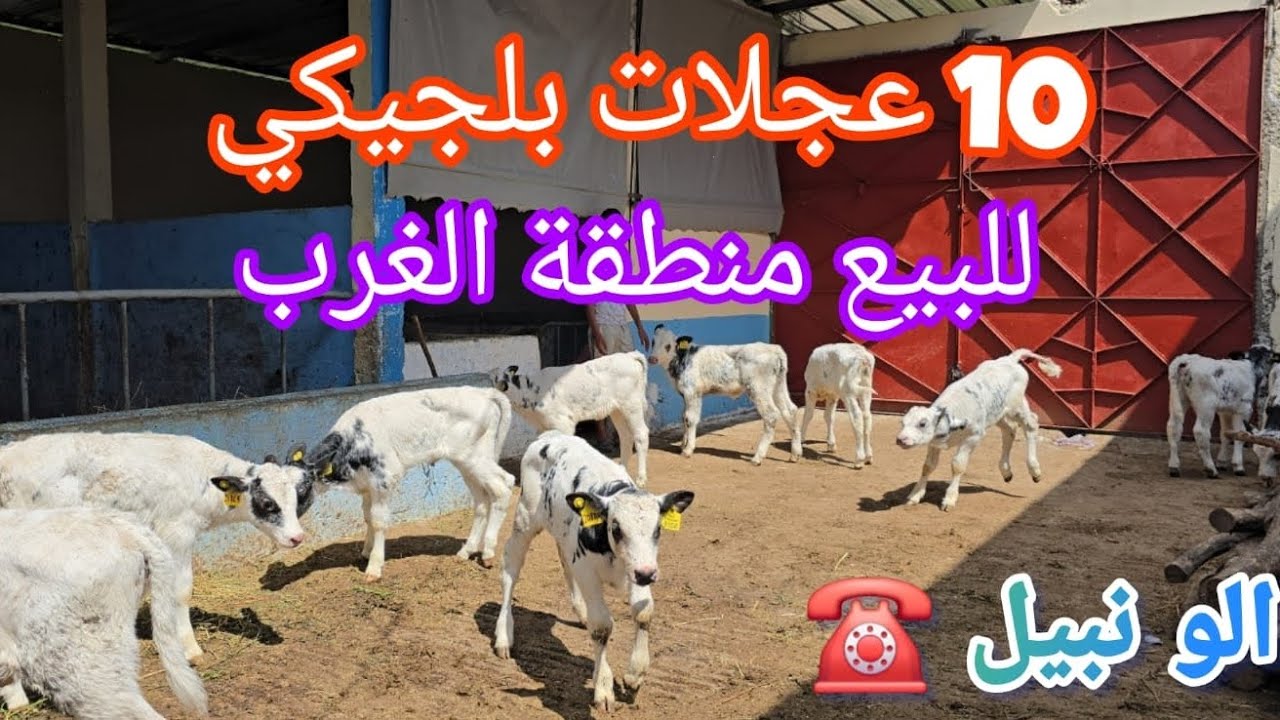 10 عجلات بلجيكي  للبيع منطقة الغرب دار الكداري  مرحبا الو نبيل 06.61.28.21.65 ☎️🤙💯👇