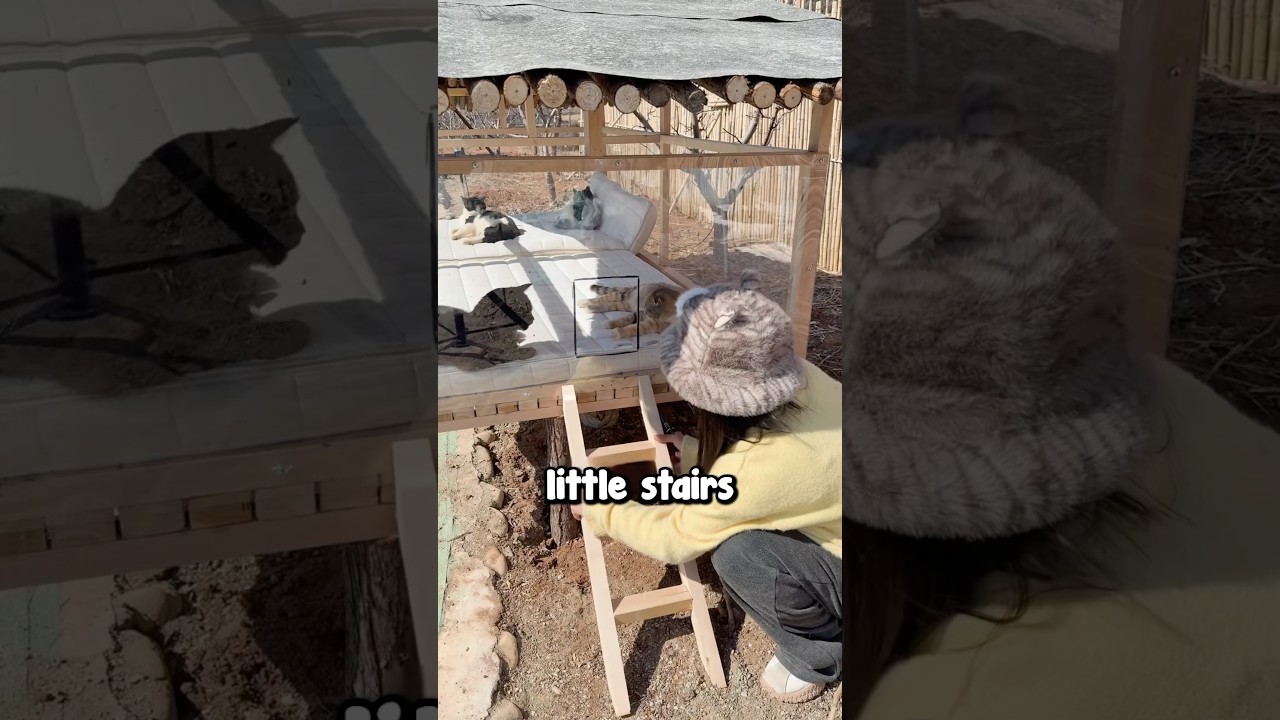 Building a Cat Paradise 🥹❤️