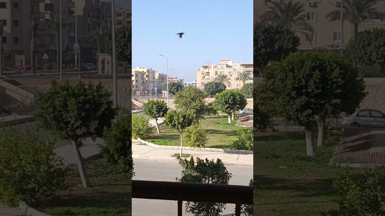 يا صباح زقزقه العصافير