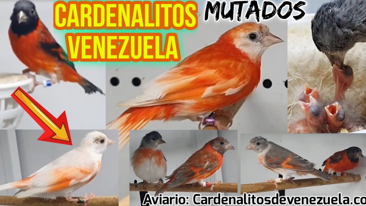 PRECIOSO AVIARIO DE CARDENALITOS DE VENEZUELA cardenalitosdevenezuela.com