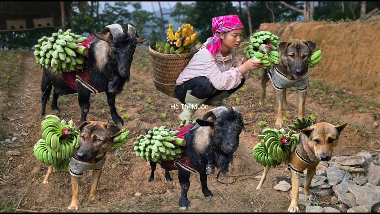 Harvesting Bananas Dog and Goat Carry Bananas to the Market - ha thi muon