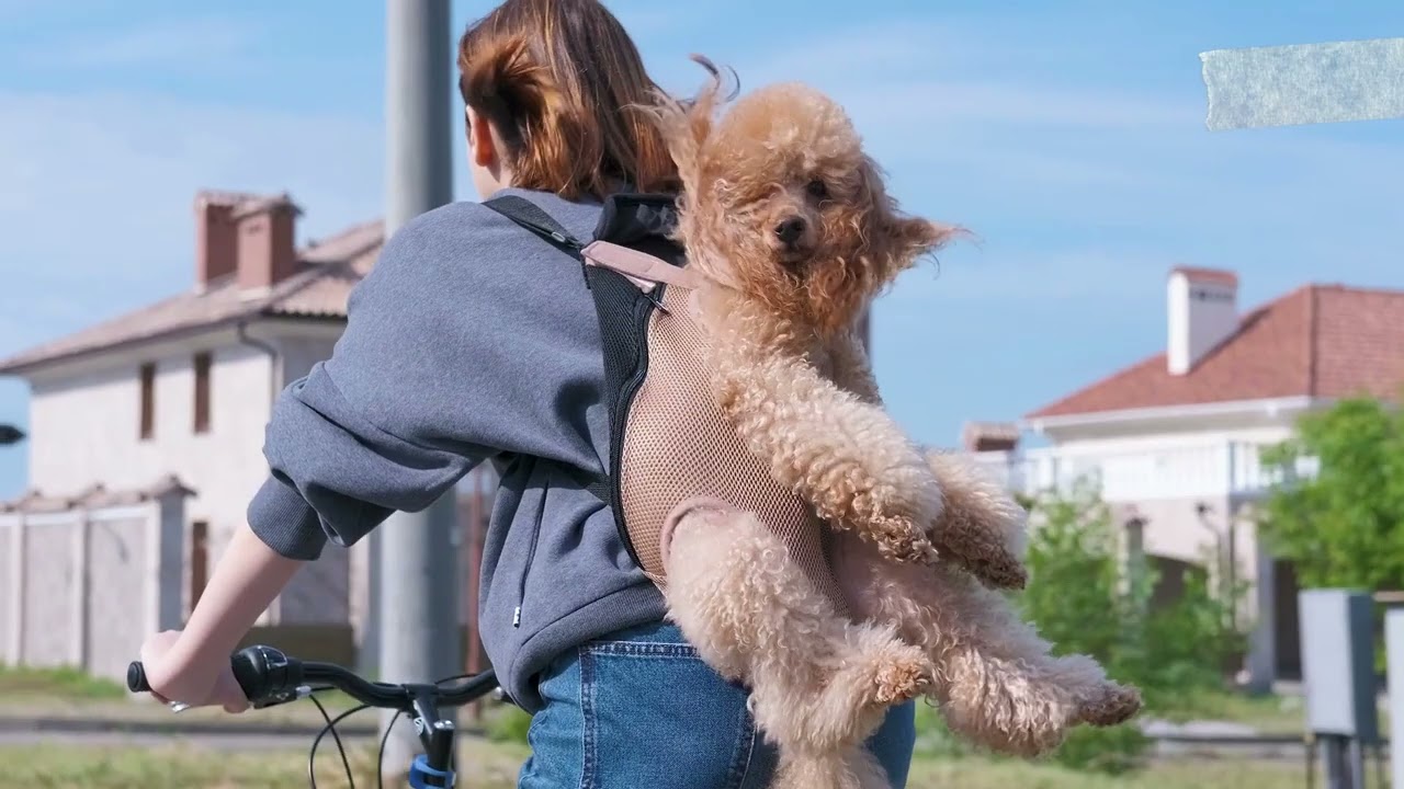 Where Can I Take My Dog on Vacation? Traveling with dog on airplane