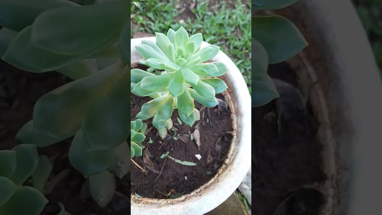 VARRENDO A CALÇADA 