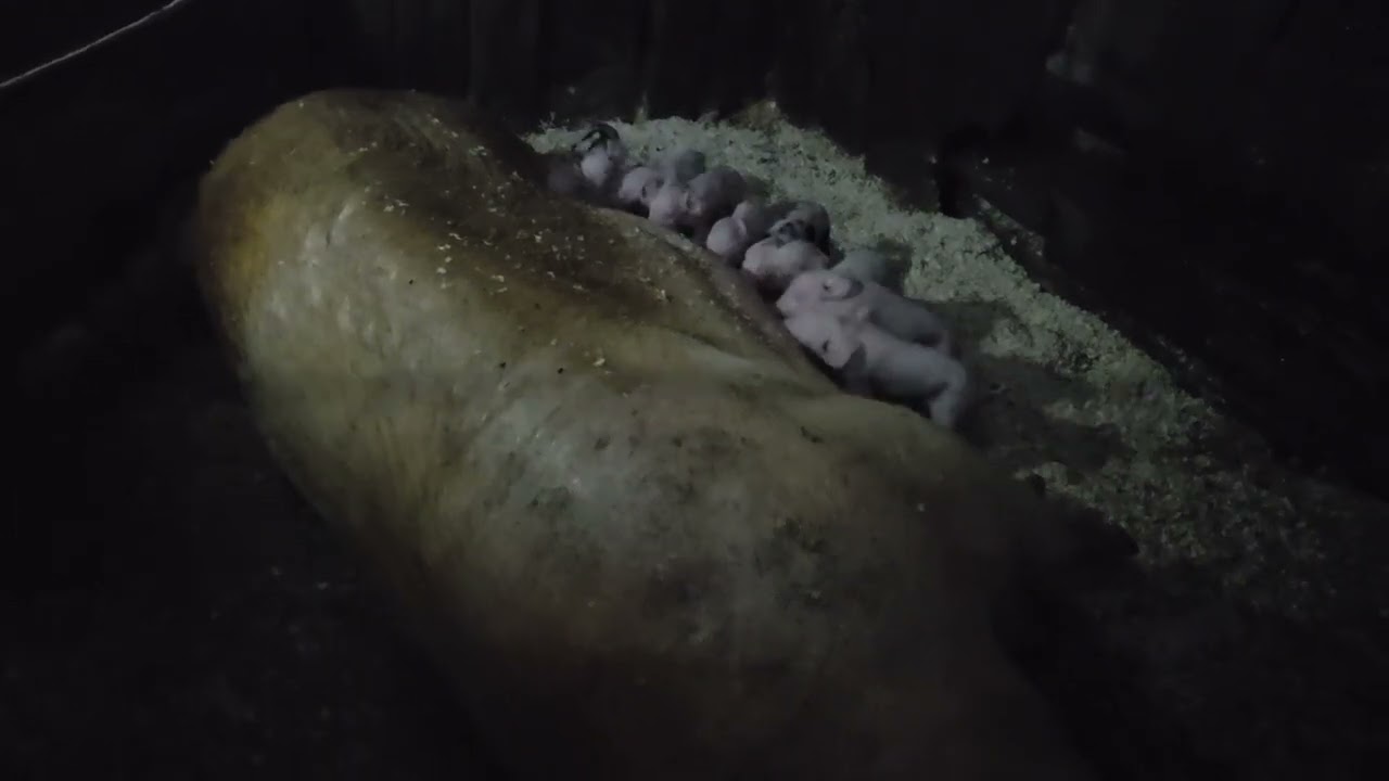 Тяжко проходить опорос світло відсутнє