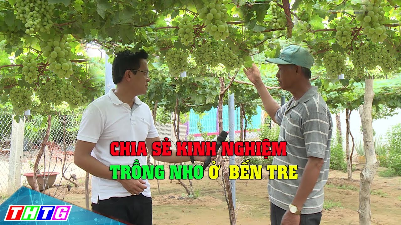 Chia sẻ Kinh nghiệm trồng nho trên vùng đất Bến Tre của Chú Bảy Thiết