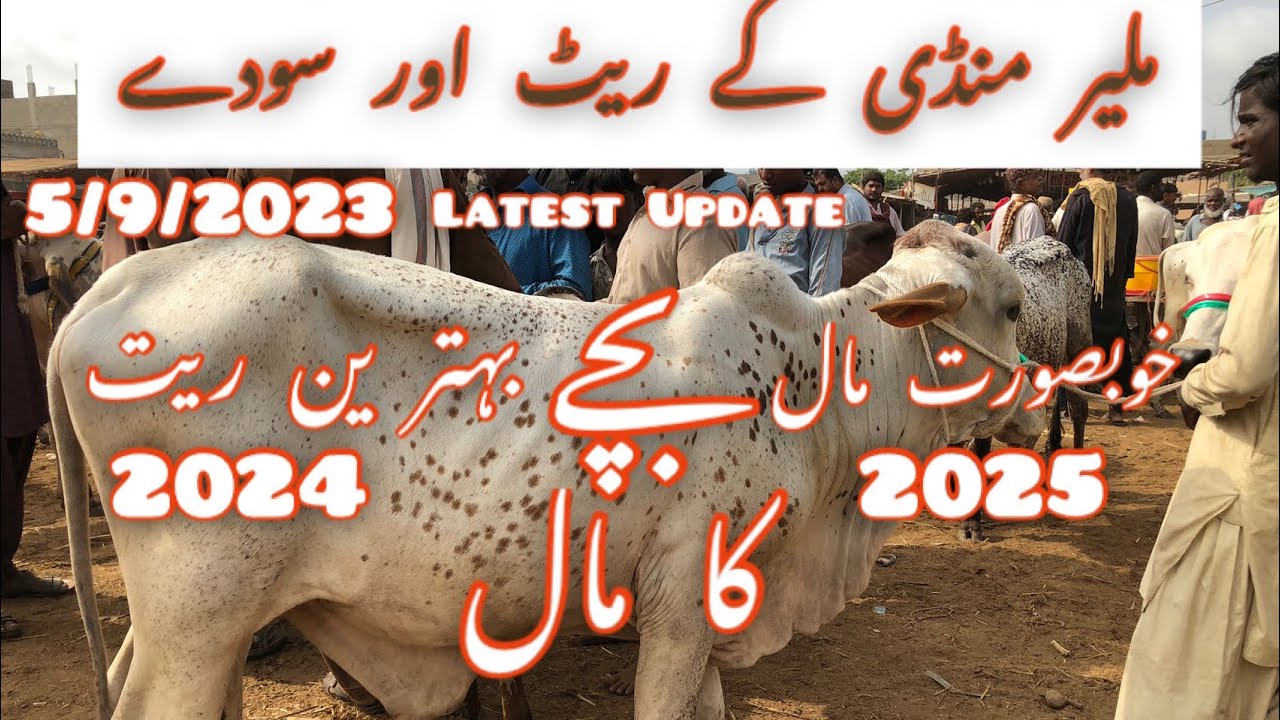 Malir Mangal Mandi chotta mall 2024 2025 Ka