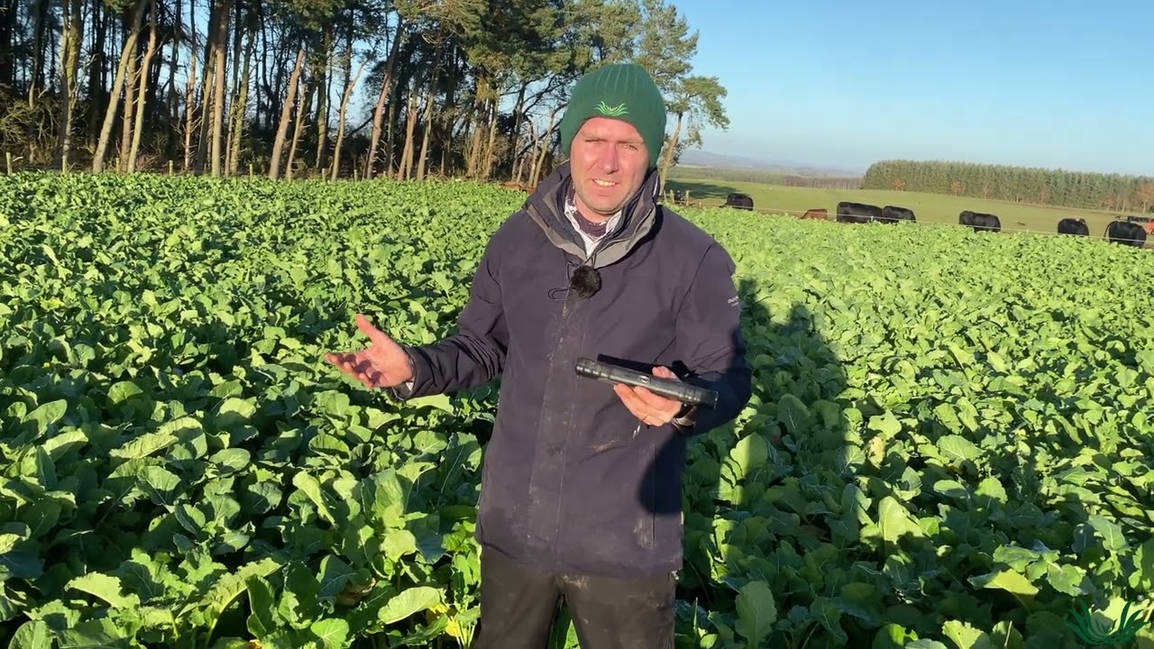 Kale mixture trials update at Upper Nisbet