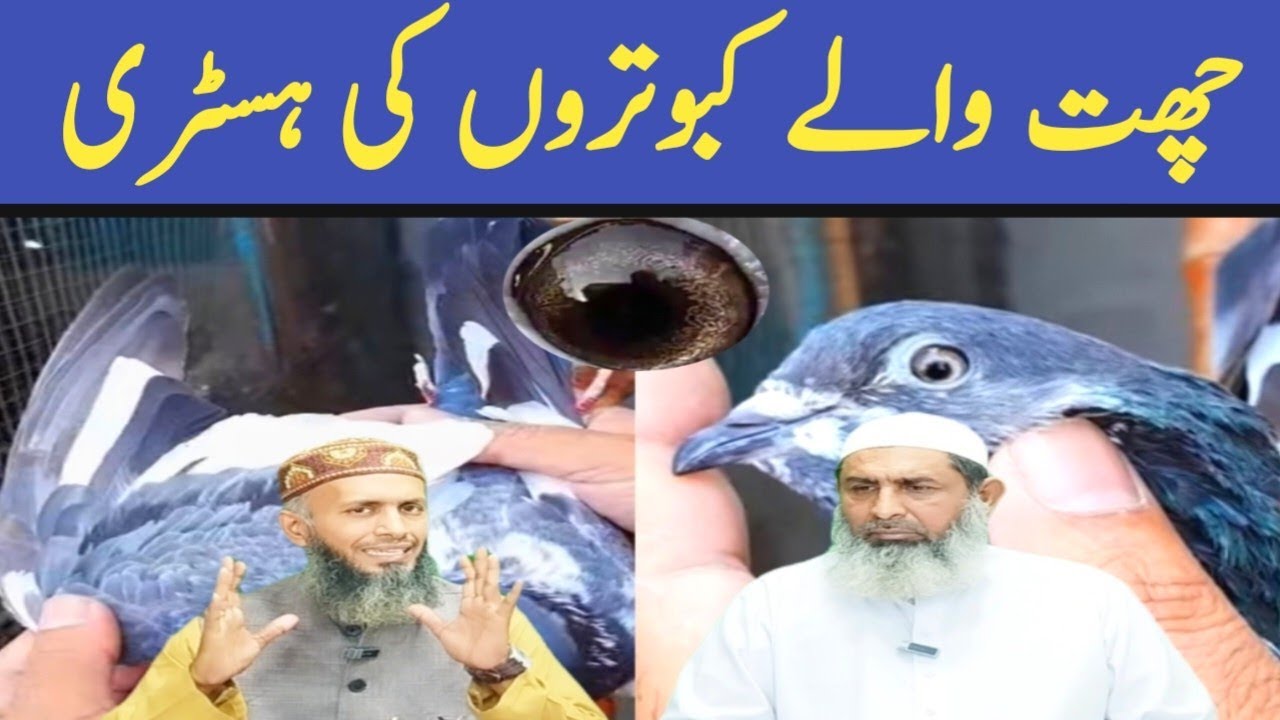 Chat walay kabootar ki pehchan || chat walay kabootar || sialkoti chat walay kabootar history