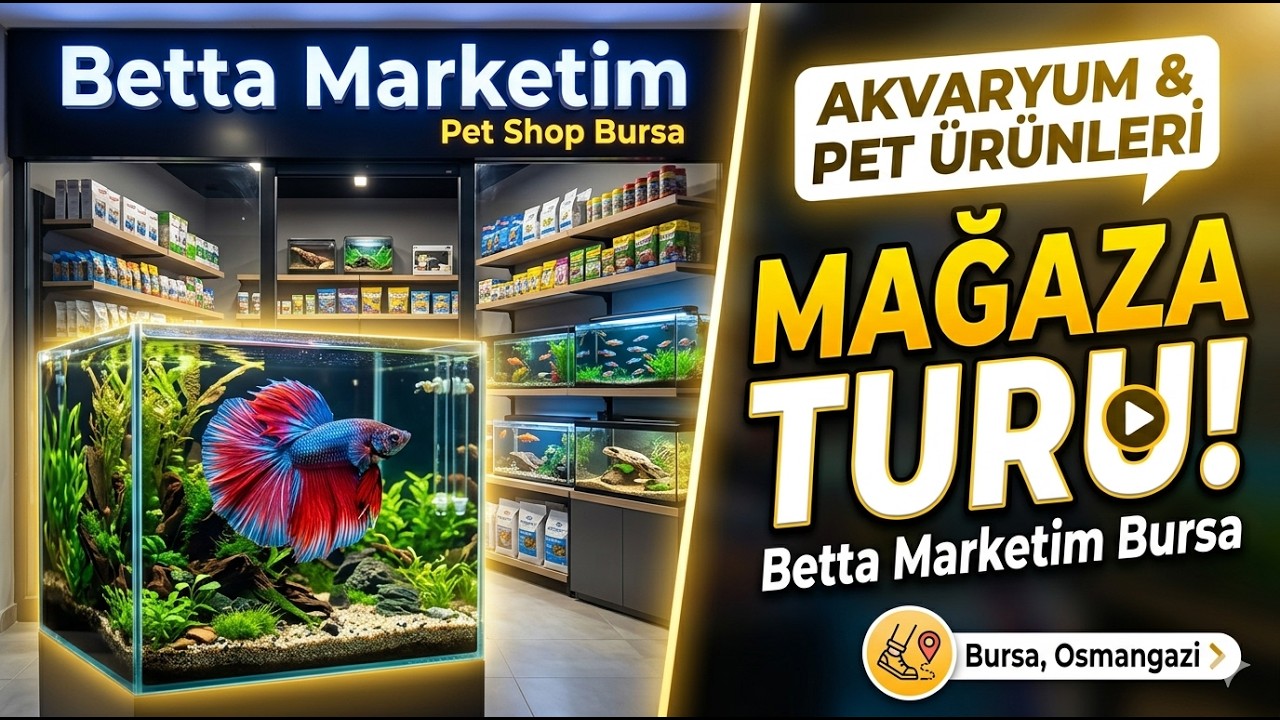 Betta Marketim Bursa | Akvaryum ve Pet Ürünleri Mağaza Turu 🐾🦎🐠