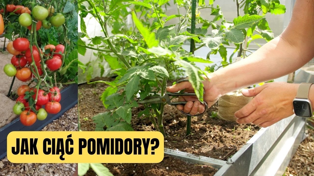 Jak ciąć pomidory KOMPLETNY PORADNIK . POMIDORY NA DWA PĘDY.