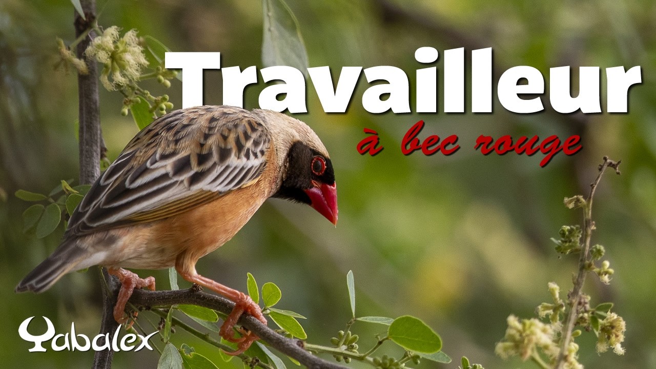 Une minute pour un oiseau : Travailleur à bec rouge (Quelea quelea) - Yabalex