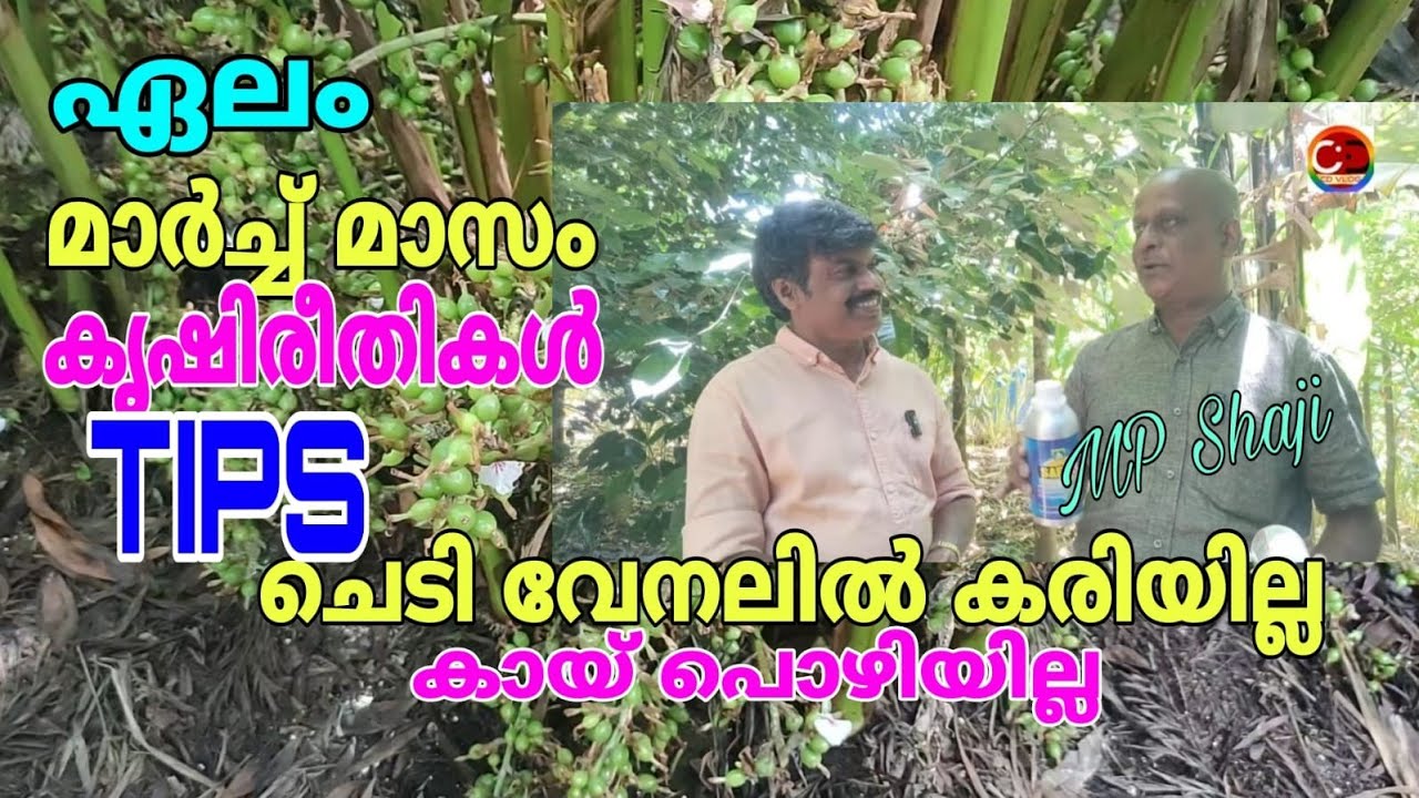 ഏലം / മാർച്ച് മാസത്തെ കൃഷിരീതികൾ /ചെടി വേനലിൽ കരിയില്ല / മെത് ലോ ബാക്ടീരിയ ഉപയോഗം  #MP Shaji CD vlog