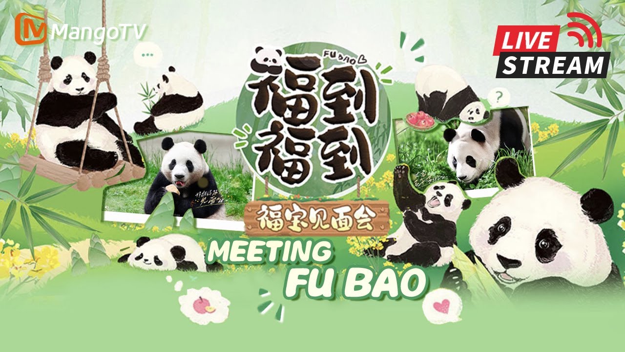 【🐼#FuBao 福宝见面会】一起看福公主👑入住熊猫新家🏡 #panda #푸바오 ｜Happiness Meeting Fu Bao｜MangoTV