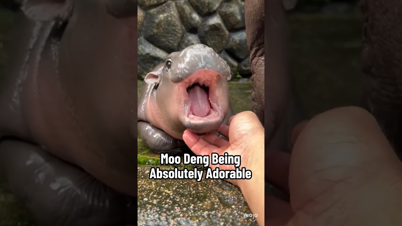 Moo Deng Being Absolutely Adorable 🤩