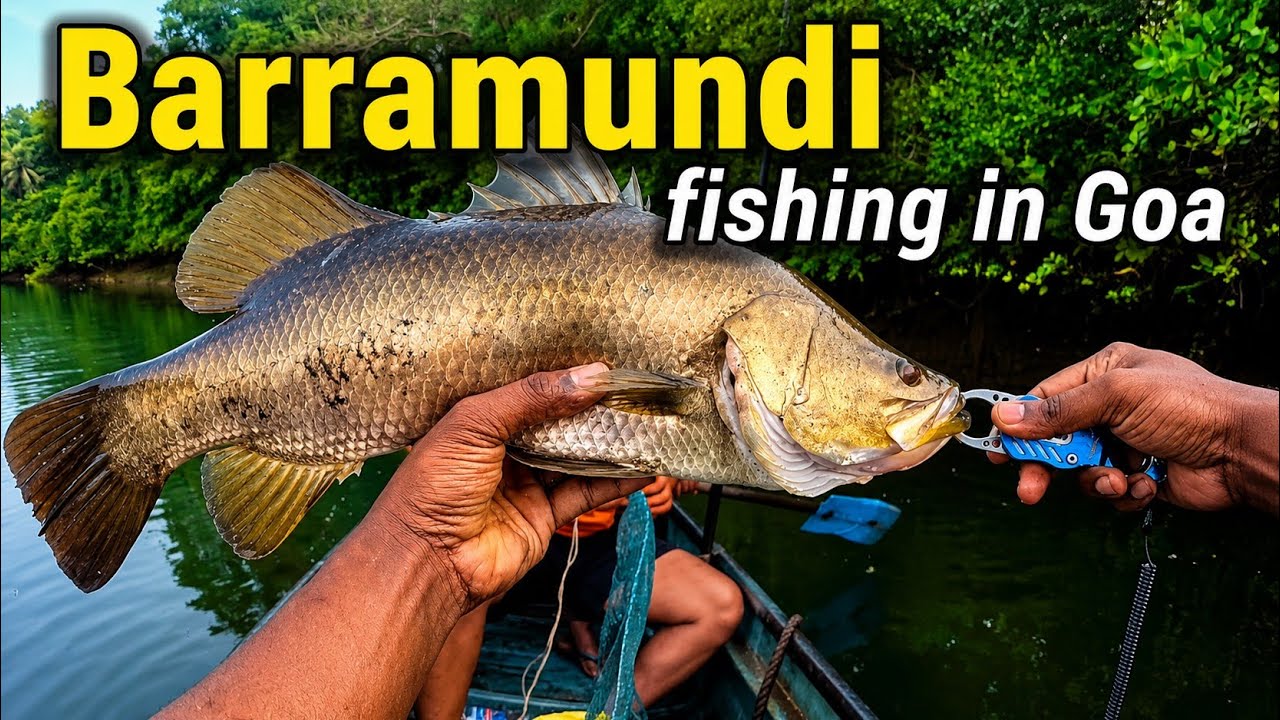 Barramundi and Gt Fishing in GOA 🐟