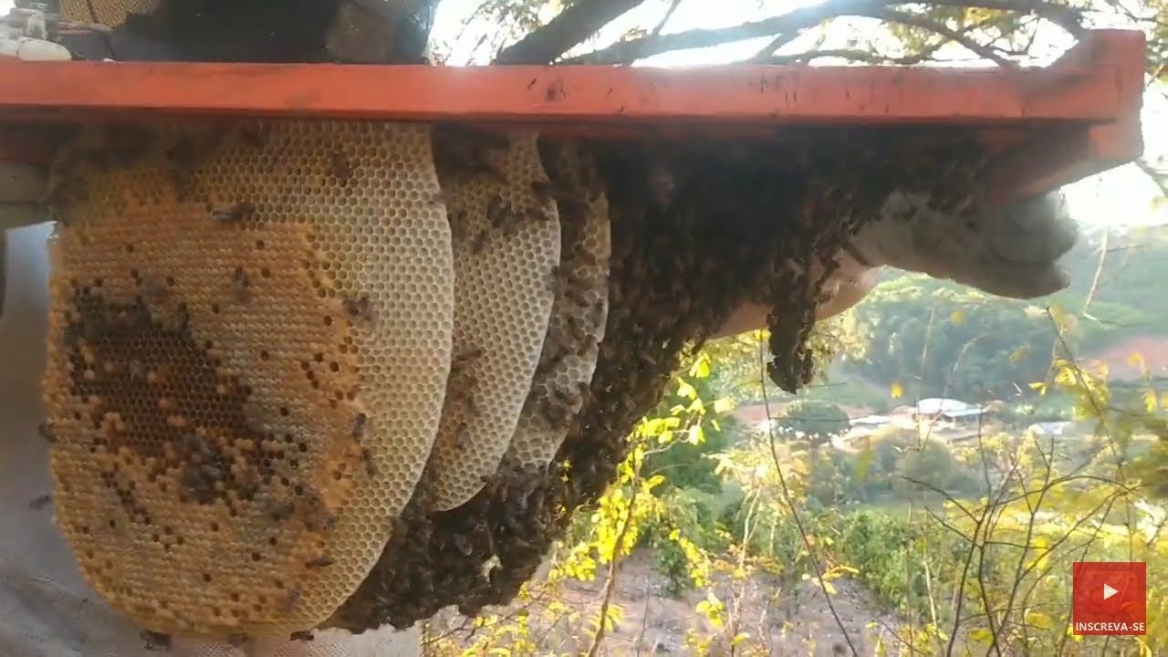 captura  de abelhas, FAVOS MUITO GRANDES  - transferência  / NA ROÇA 🐝