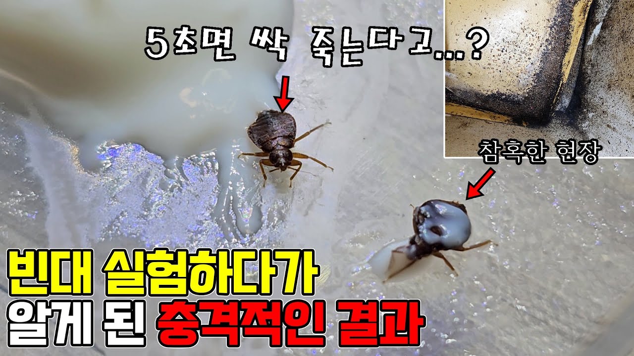 빈대(베드버그)에 대한 비밀을 알려드립니다...충격적인 결과가 나왔습니다!!