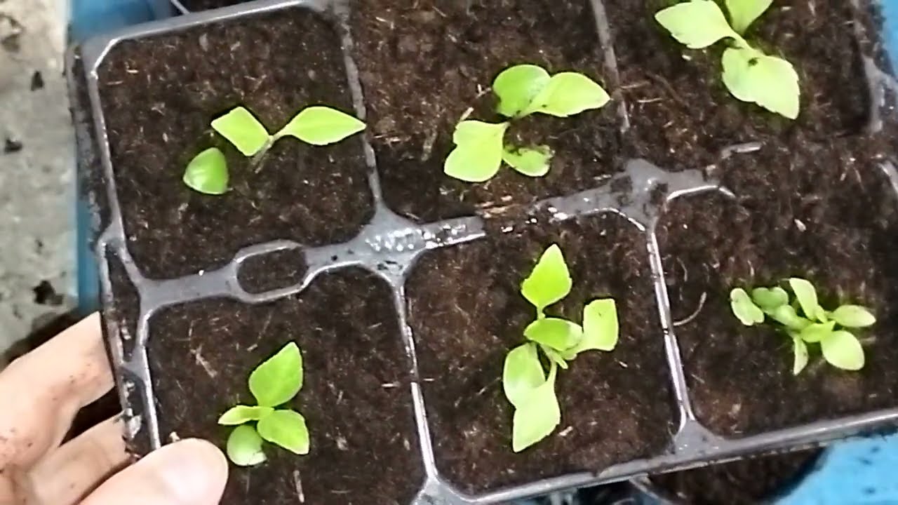 Pikowanie dalii pomponowej/ dużo siewek/ @ogrodowa22