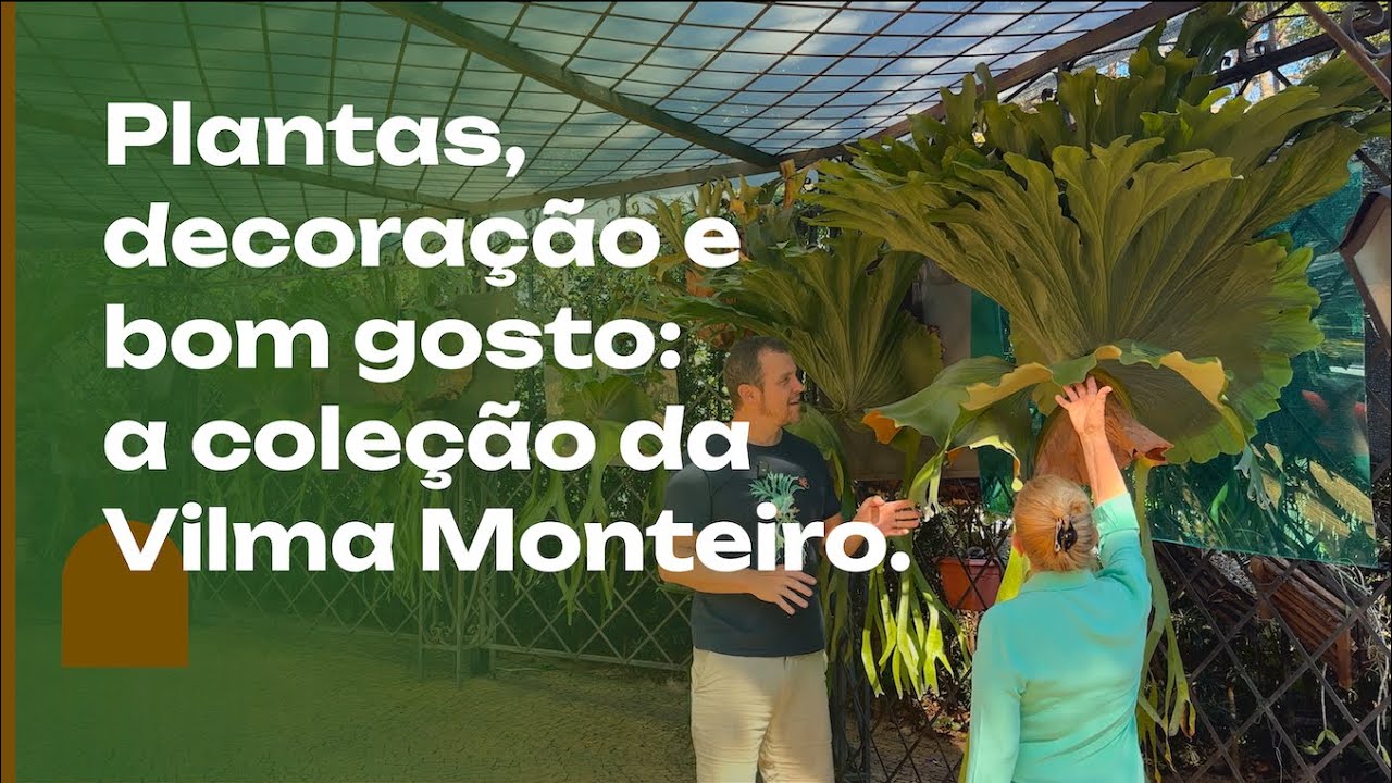 PLANTAS, decoração e bom gosto: a COLEÇÃO e o jardim onírico da Dra. Vilma.