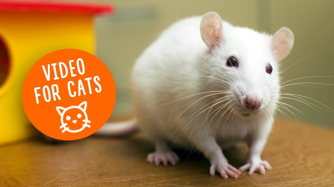 Cat tv for cats to watch rats / Entertainment for cats with mouse and rat 🐁