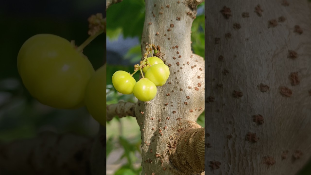 Conocidas  la  FRUTA  de la GROSELLA.. 🤔??