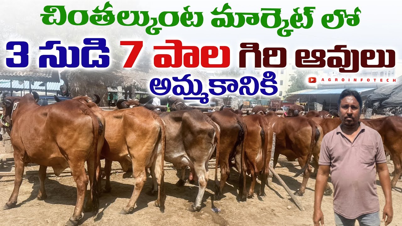 చింతల్కుంట మార్కెట్ లో 3 సుడి 7 పాల గిరి ఆవులు అమ్మకానికి || Gir Cow Price in Hyderabad 