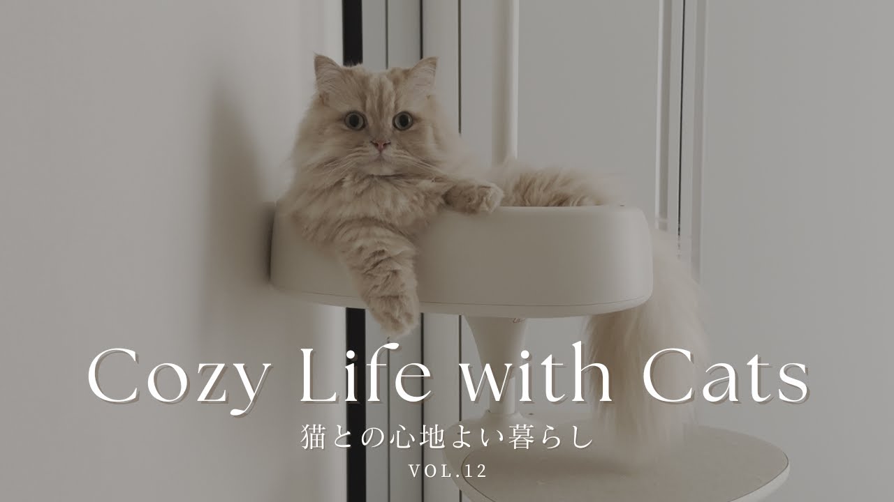 猫との心地よい暮らし | 40代 家で仕事をしつつ愛猫とゆっくり過ごす休日