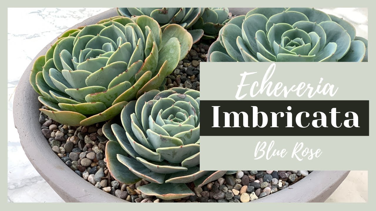 👩🏼‍🌾 Mi Echeveria favorita: Echeveria Imbricata, cuidados y propagación