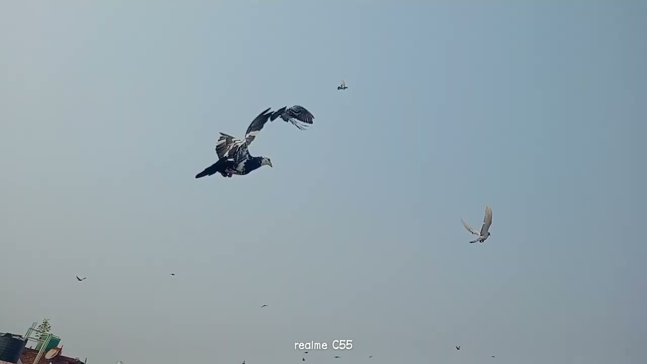 Kabutar Khajuri Gaya or Lad Gaya🕊👍