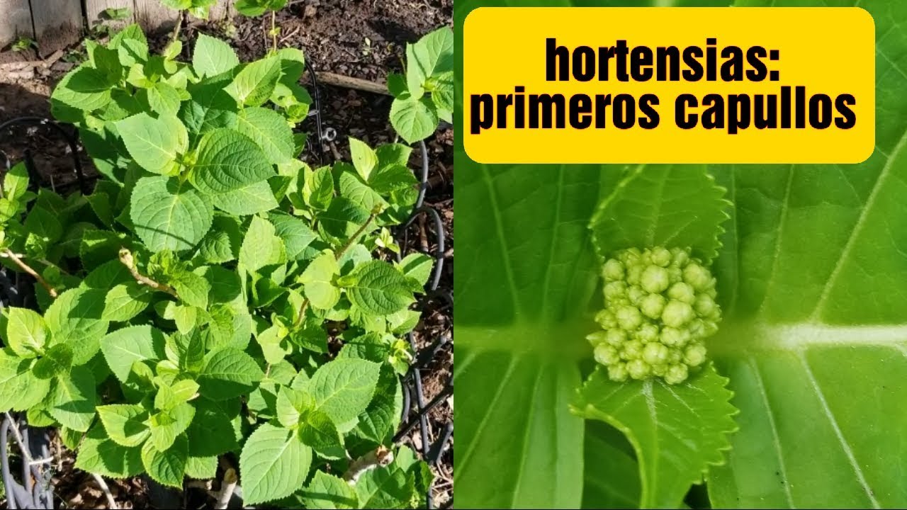 Como CUIDAR HORTENSIAS: Así van mis HORTENSIAS este año