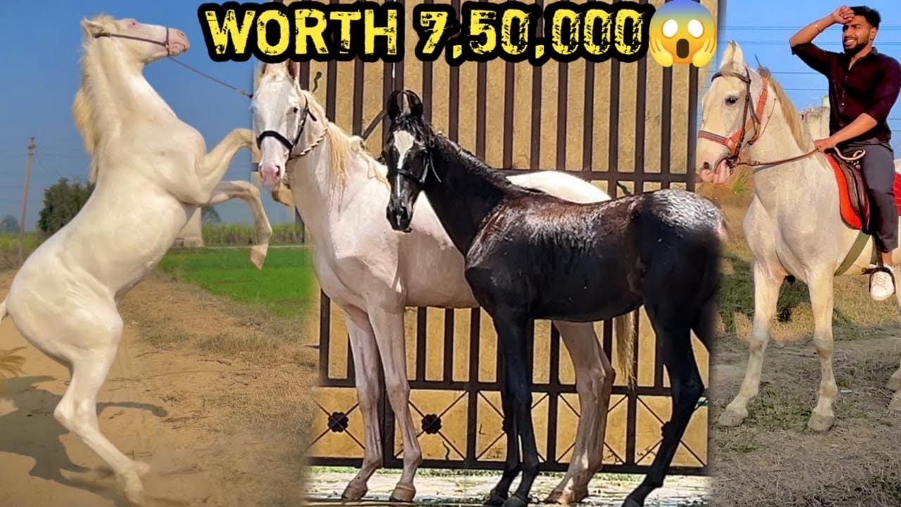 💸ALL HORSES COST 😱 PEH£LWAN FARMS KA SABS£ MEH£NGA GH0DA 0R GH0DI 🔥🔥