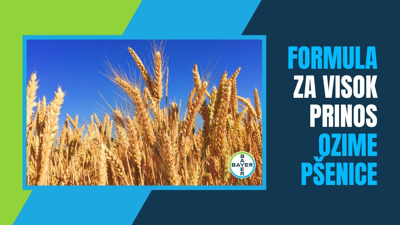 Imate PROBLEM sa niskim prinosom OZIME PŠENICE? Evo REŠENJA! | Bayer CropScience ONLINE Prezentacije