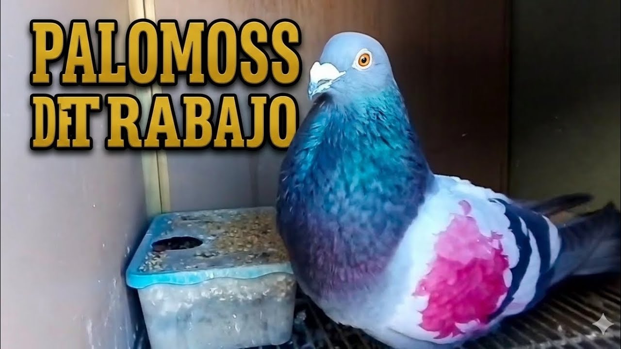 Buscará a su paloma de por vida ♥️..palomos de trabajo 