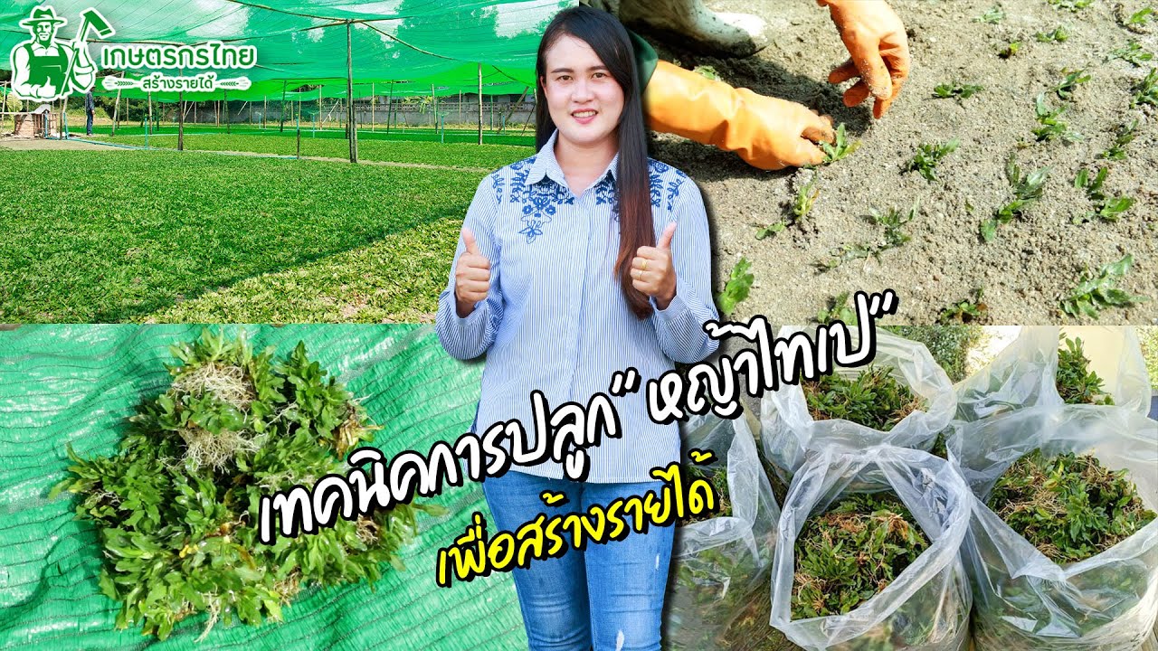 เทคนิคการปลูกหญ้าไทเป เพื่อสร้างรายได้  l Ep82 ชมสวนเกษตรกรไทย