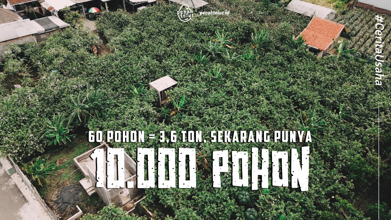 Petani Milenial VS Petani Kolonial! Jual Jambu Kristal Bisa Beli Rumah dan Mobil!