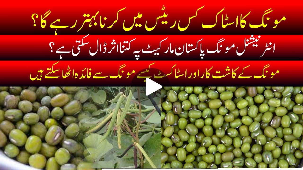 moong minimum stock level in pakistan |  what is level Moong stock better? | moong rate | mung price
