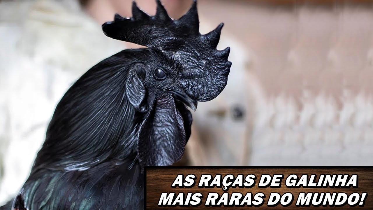 TOP 10: AS 10 RAÇAS DE GALINHA MAIS RARAS DO MUNDO