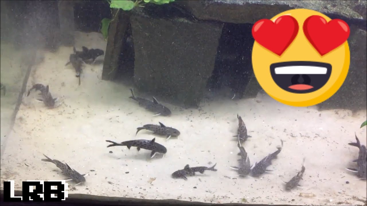 Community Breeding Synodontis Lucipinnis Freshwater Fish How To Easy Method