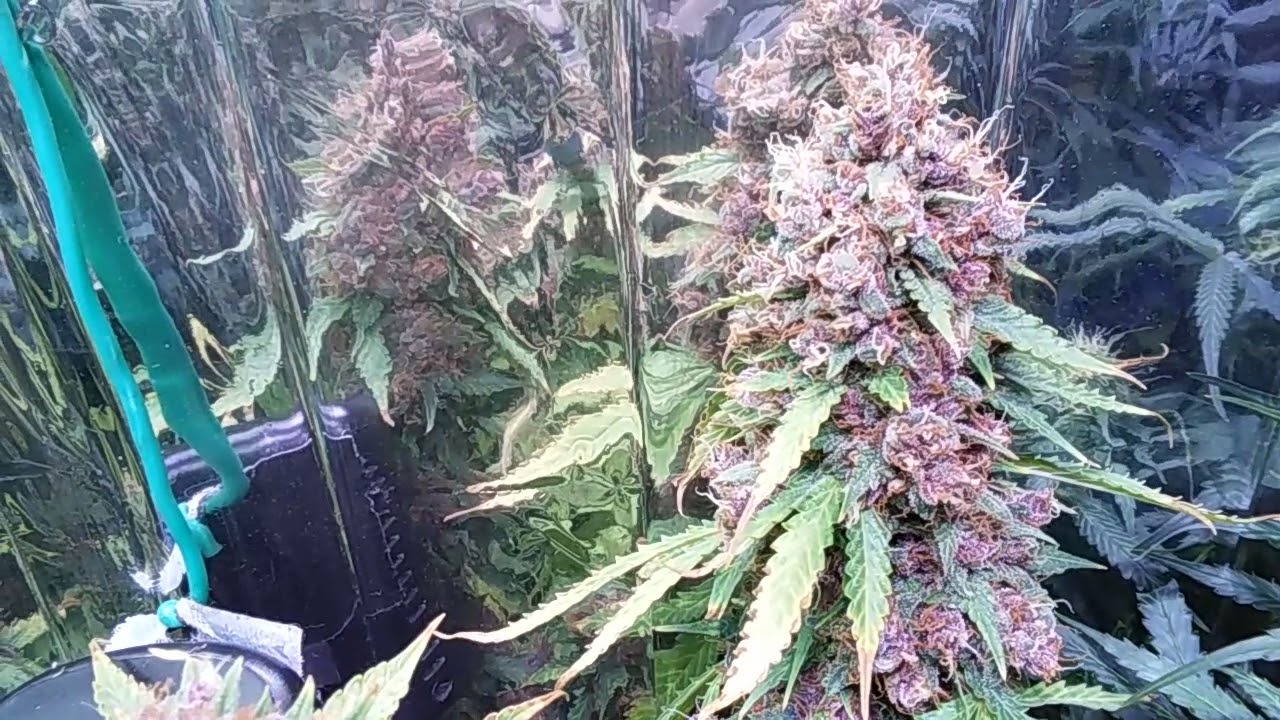 Can You Grow Autos On A 12/12 Light Schedule?