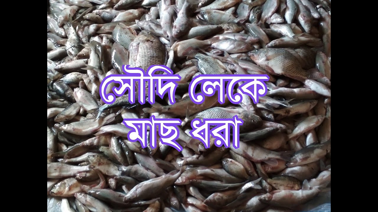 Extreme Lake Fishing in Saudi Arabia | সৌদি লেকে মাছ ধরা (Full Video)