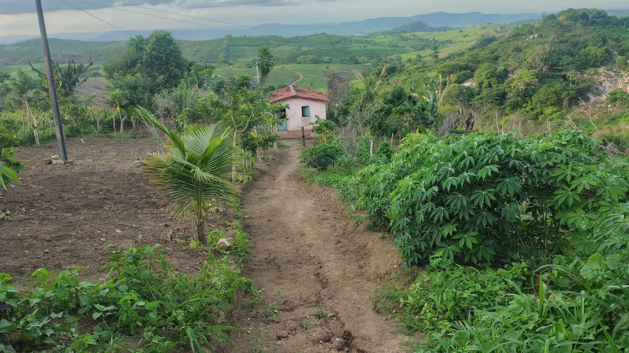 um incrível sítio cheio de plantações e fartura vejam 