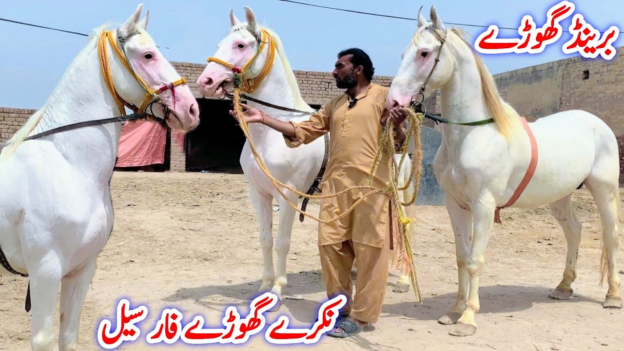 Nukra Horse For Sale | White Nukra Horse | Horse For Sale