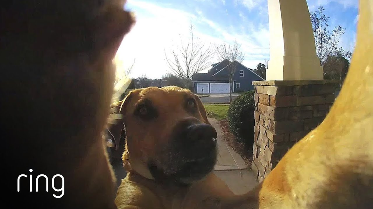 Watch How This Dog Uses a Ring Video Doorbell to Get Back In The House | RingTV