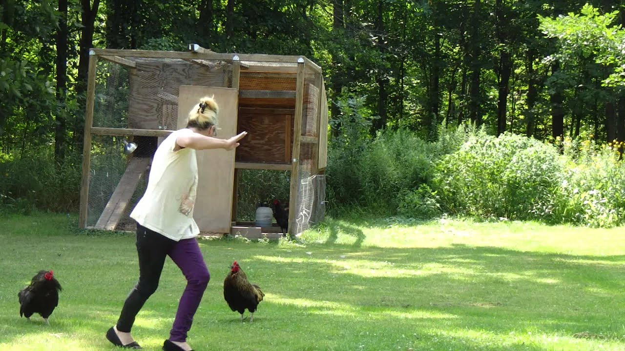 The Chickens attack me