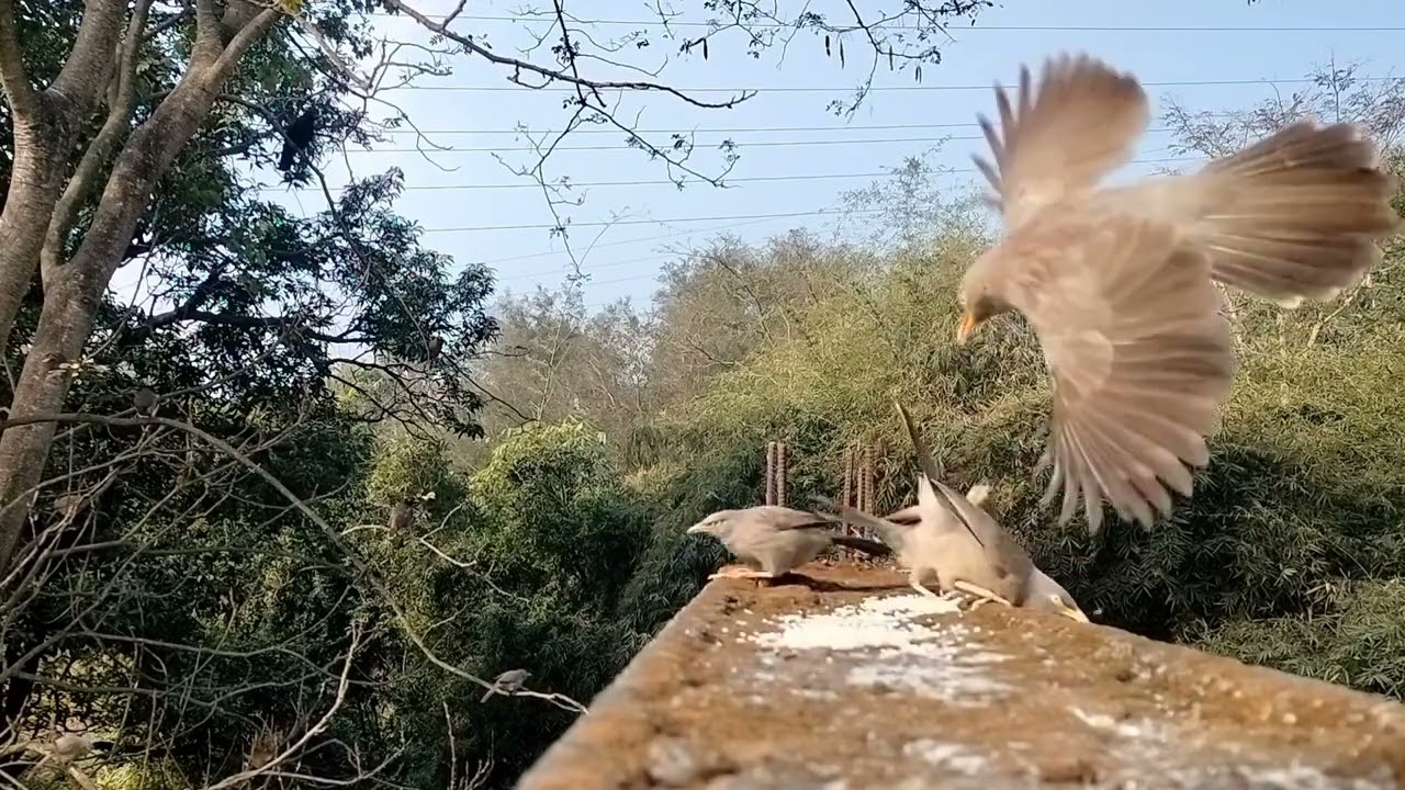 Jungle babblers 💫♥️