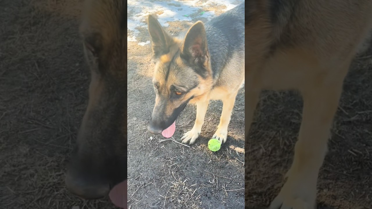 German shepherd likes to play fetch