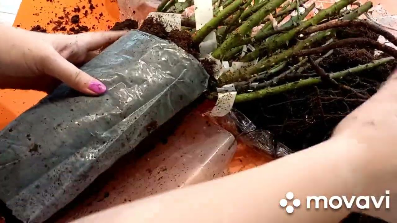 Саженцы  из питомника роз Элит.