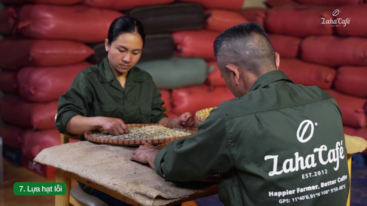 Quy trình sản xuất cà phê từ trang trại Lâm Hà Lâm Đồng - Laha Cafe Farm