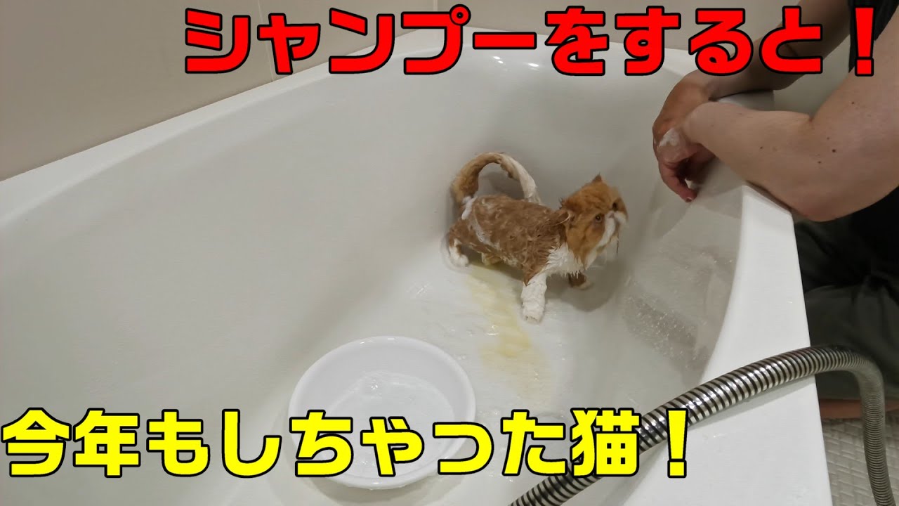 シャンプー中に今年もやらかした猫！