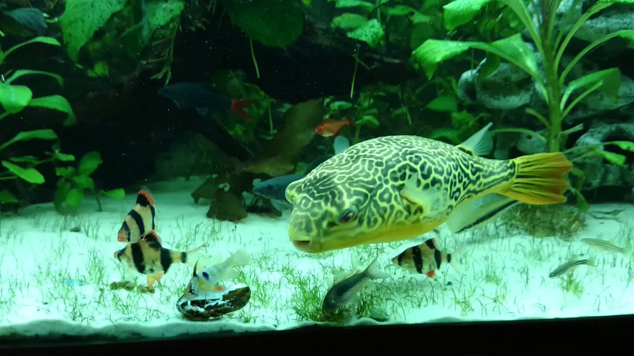 Pufferfish Giant (Tetraodon MBU) vs Mussel